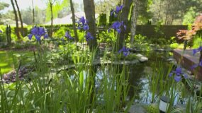 "Nowa Maja w ogrodzie": jak zbudować strumień w ogrodzie?
